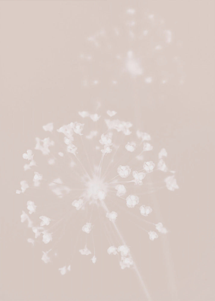 Gedroogde bloem roze | Canvas