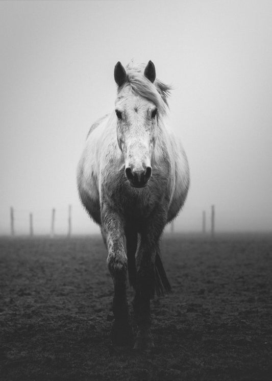 Vertrouwen | Canvas