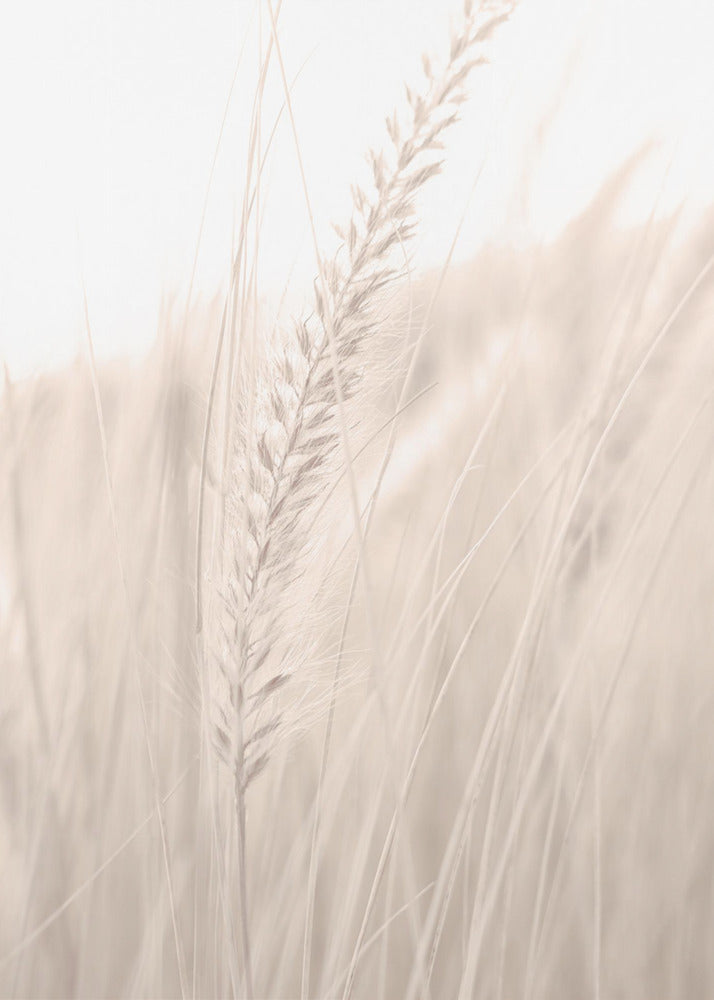 Gras_001 | Canvas