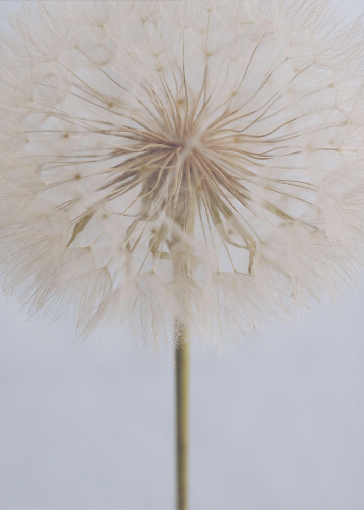 Delicate paardenbloem | Canvas