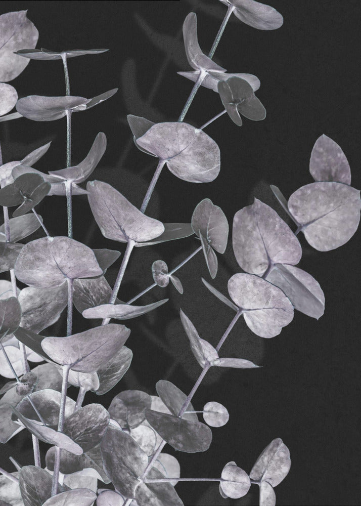 Eucalyptus_Negatief_003 | Canvas