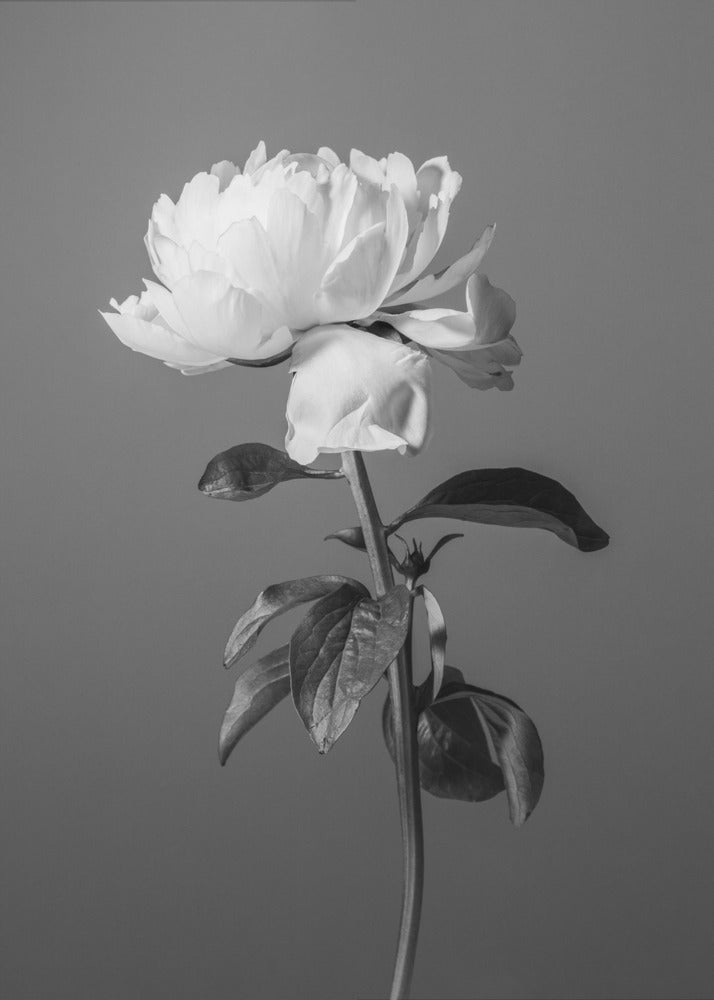 Pioenroos Zwart-wit | Canvas