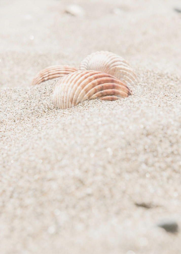 Strand_014 | Canvas