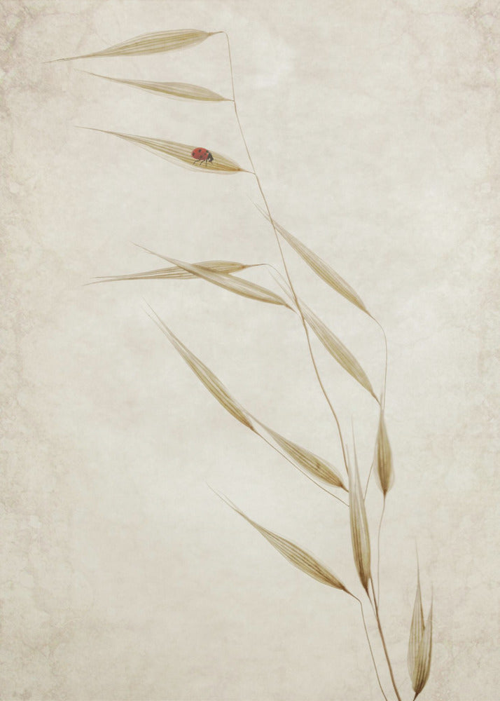 De huurder | Poster
