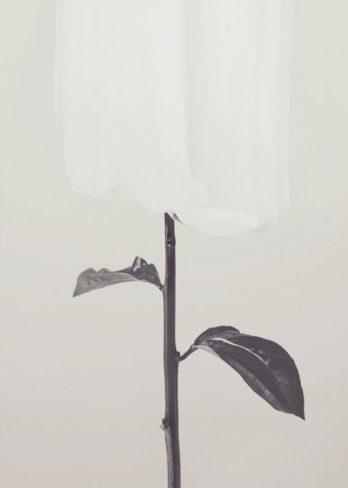 Pioenroos 18 | Canvas