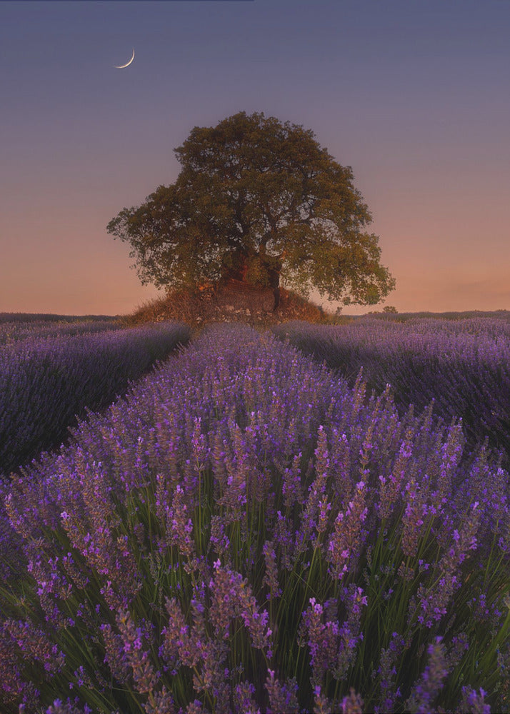 Lavendel en Maan | Canvas