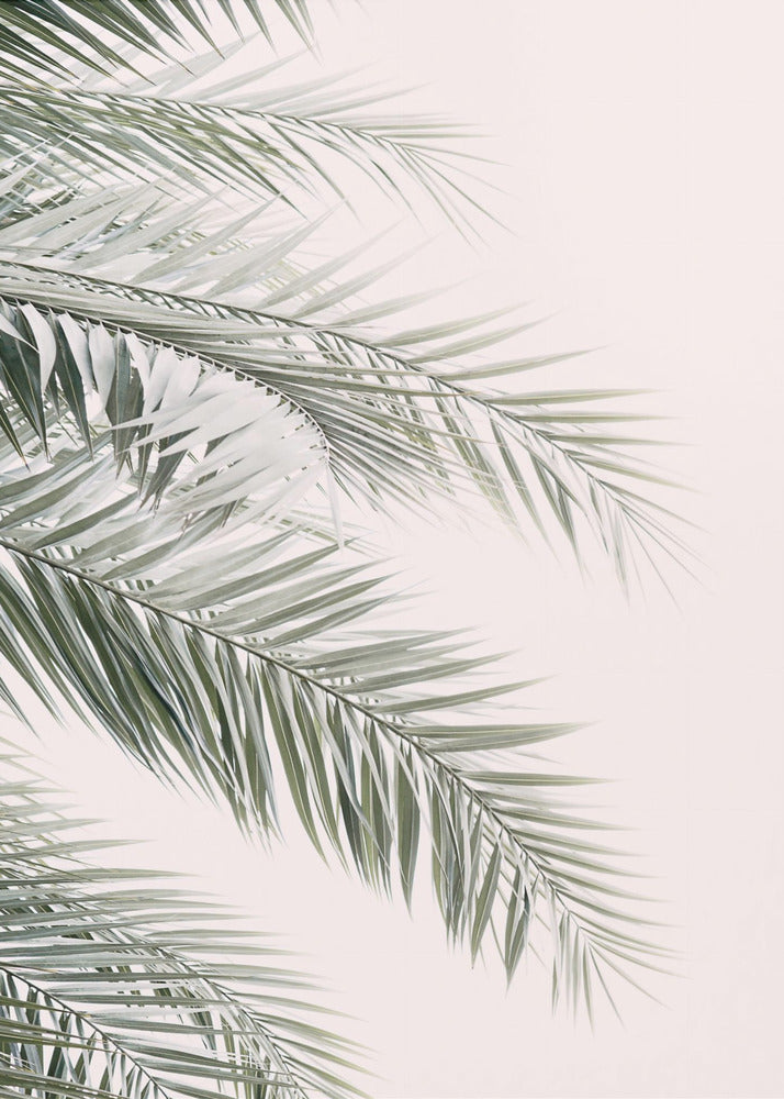 Blush Palmbladeren | Canvas