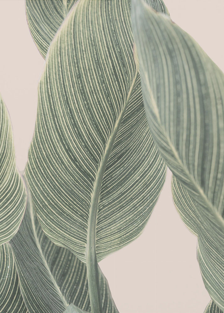 Calla blad | Canvas