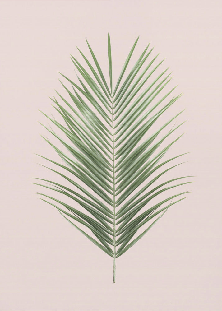 Palmblad Blush | Canvas