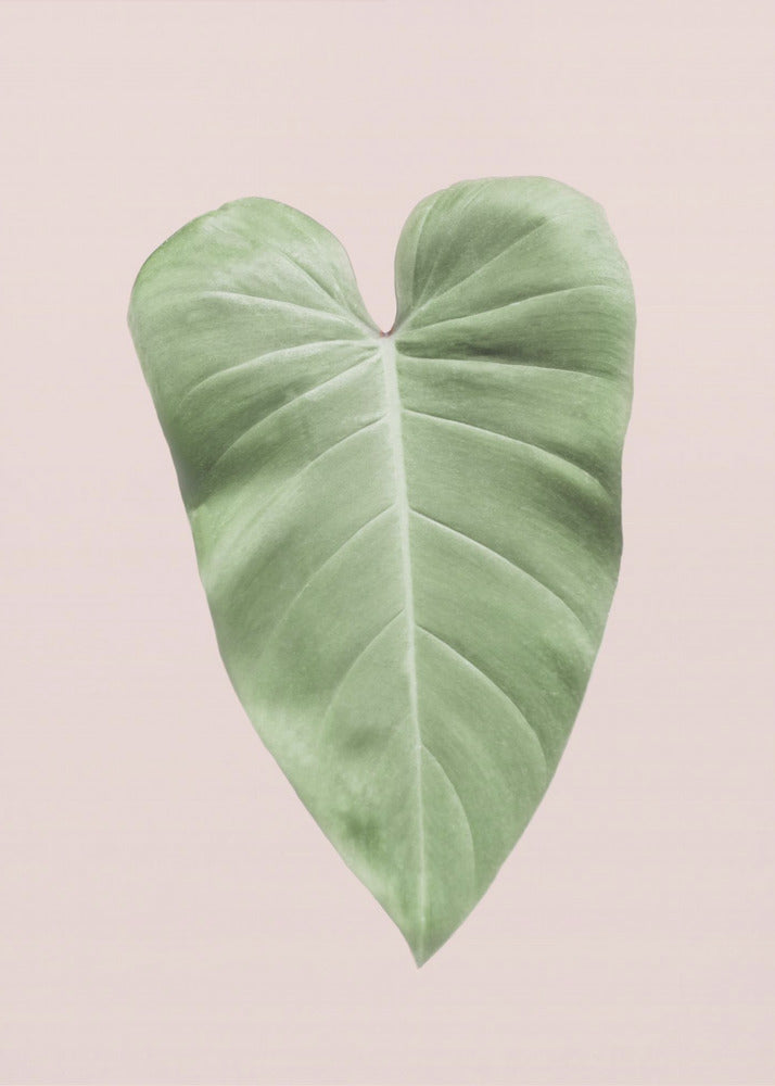 Tropisch blad blush | Canvas