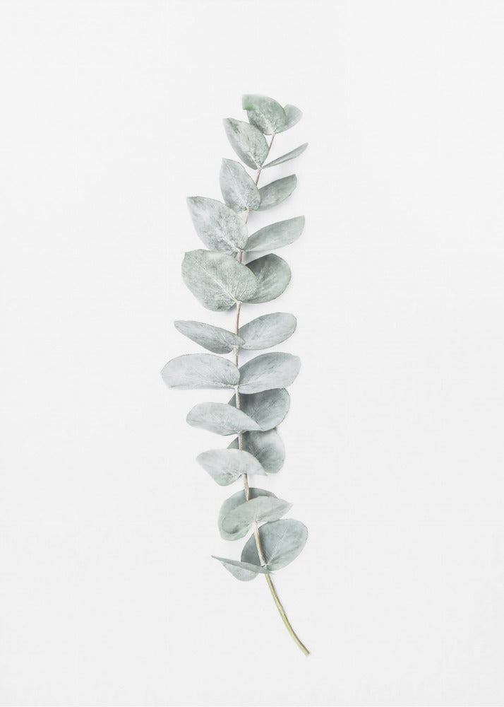Eucalyptus II | Canvas