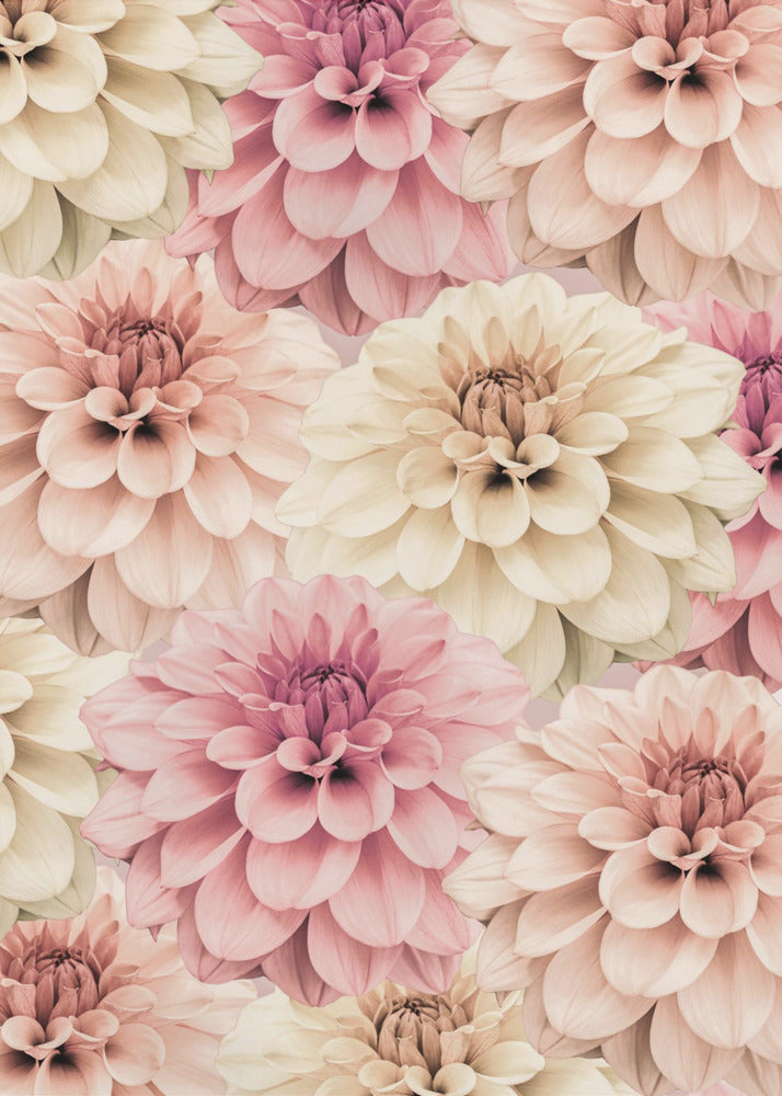 Dahlia | Canvas