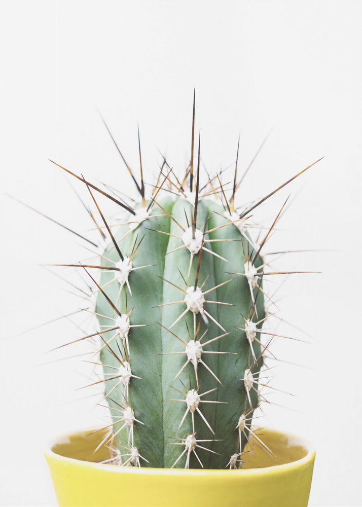 Stekelige Cactus | Canvas