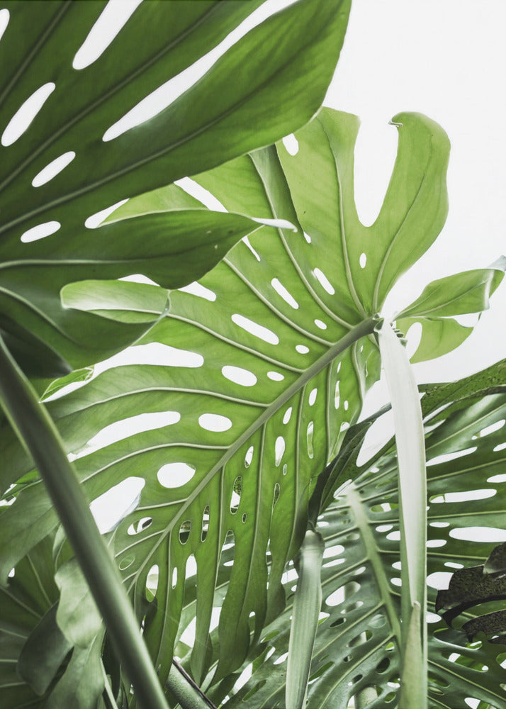 Jungle | Canvas