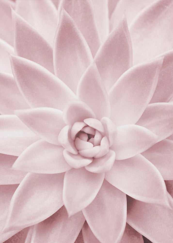 Roze vetplant | Canvas