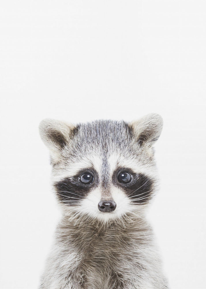 Baby Wasbeer | Canvas