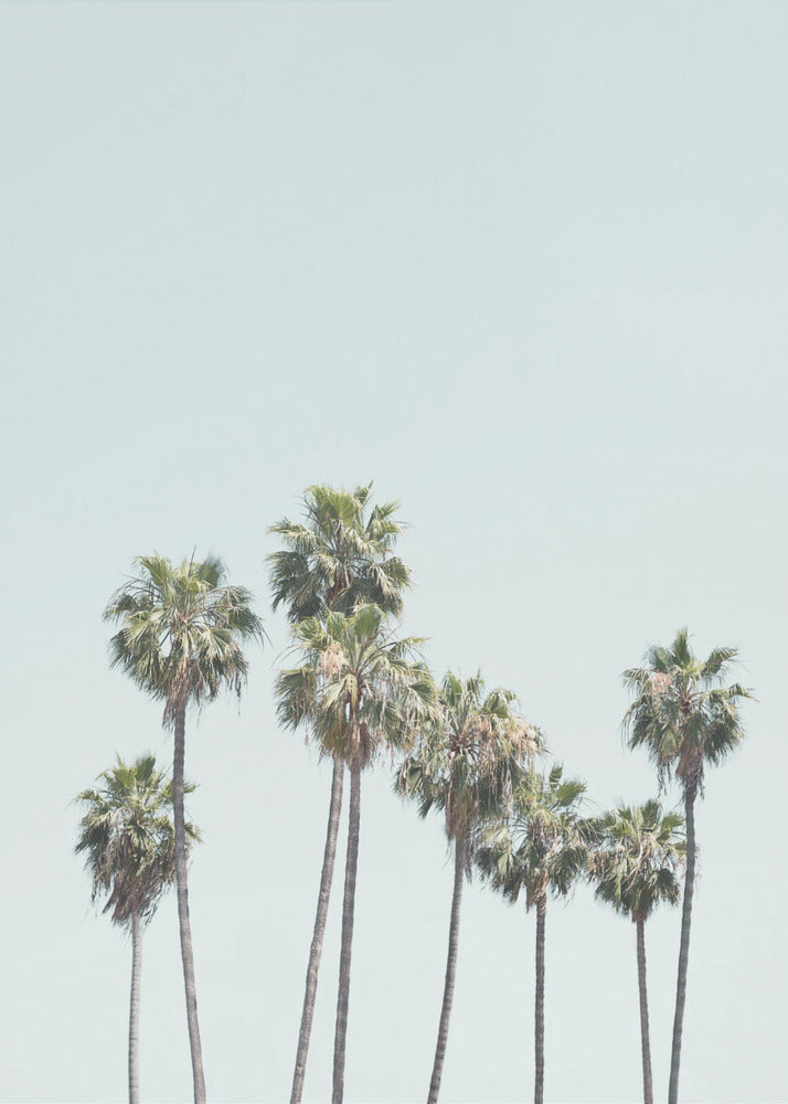 Blauwe palmbomen | Canvas