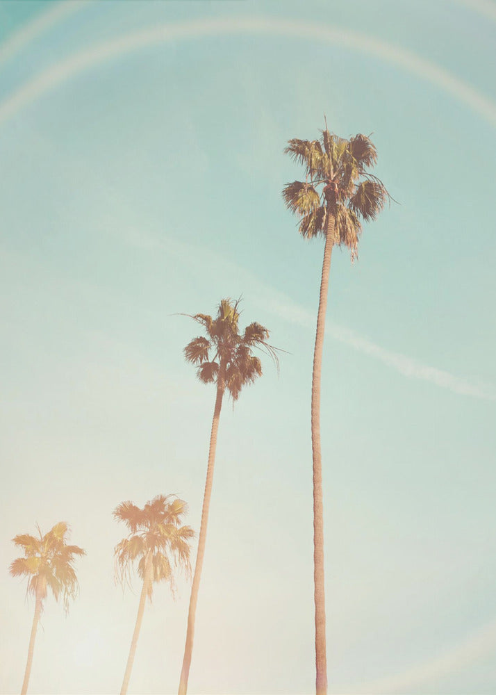 Zonnige Cali-palmboom | Canvas