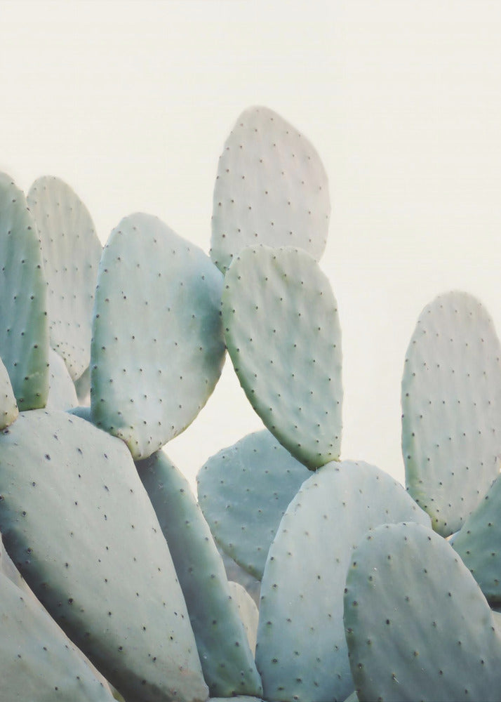 Pastel Cactussen | Canvas