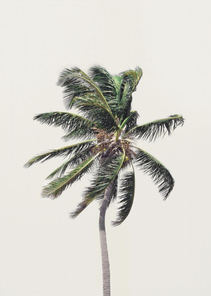 Winderige palmboom | Canvas