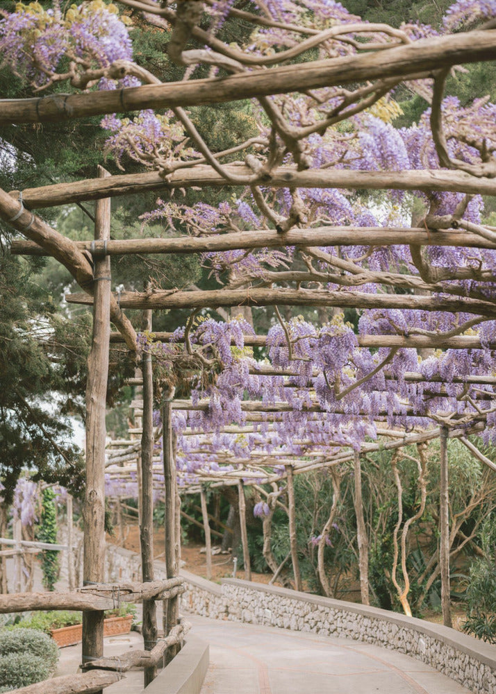 De Lavendel Loopbrug | Canvas