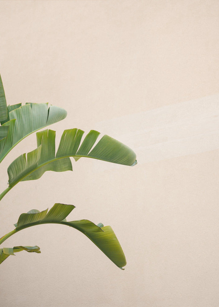 Bananenplant van Cannes | Poster