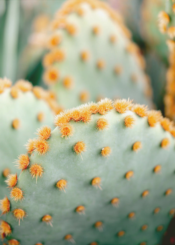 Oranje en Groen II - Botanische fotografie van Marrakech | Canvas