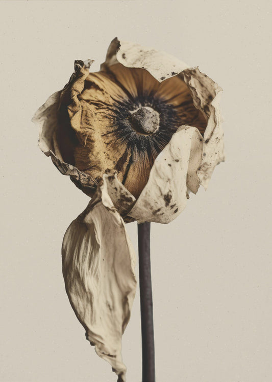 Verblekende elegantie | Poster