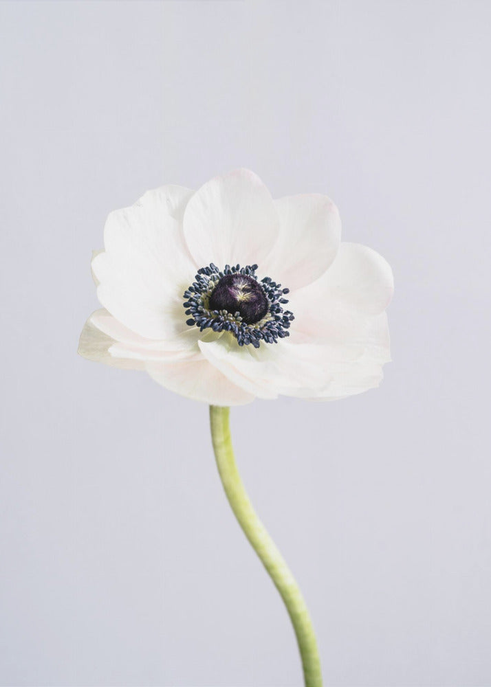 White Ranunculus Flowers | Poster
