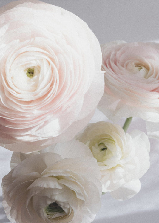 Zachte Ranunculus | Canvas
