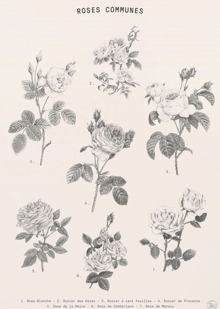 Rozen | Canvas