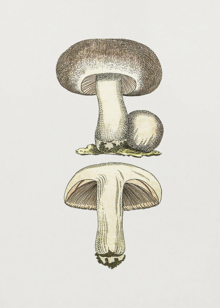 Handgetekende veldpaddestoel grijs | Canvas