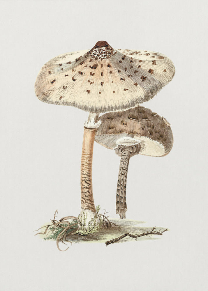 Handgetekende parasolzwam | Canvas