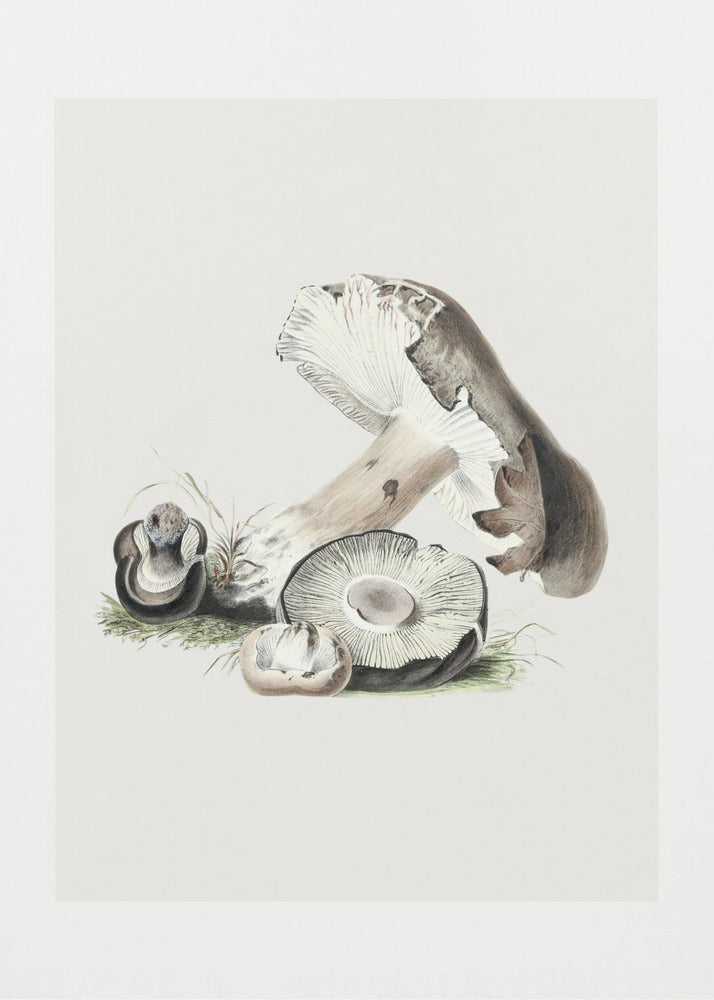 Vintage Agaricus Augustus Paddestoel 50x70 | Canvas