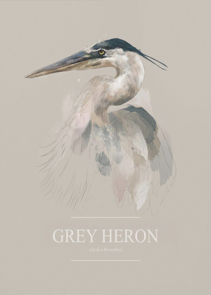 Blauwe reiger | Canvas