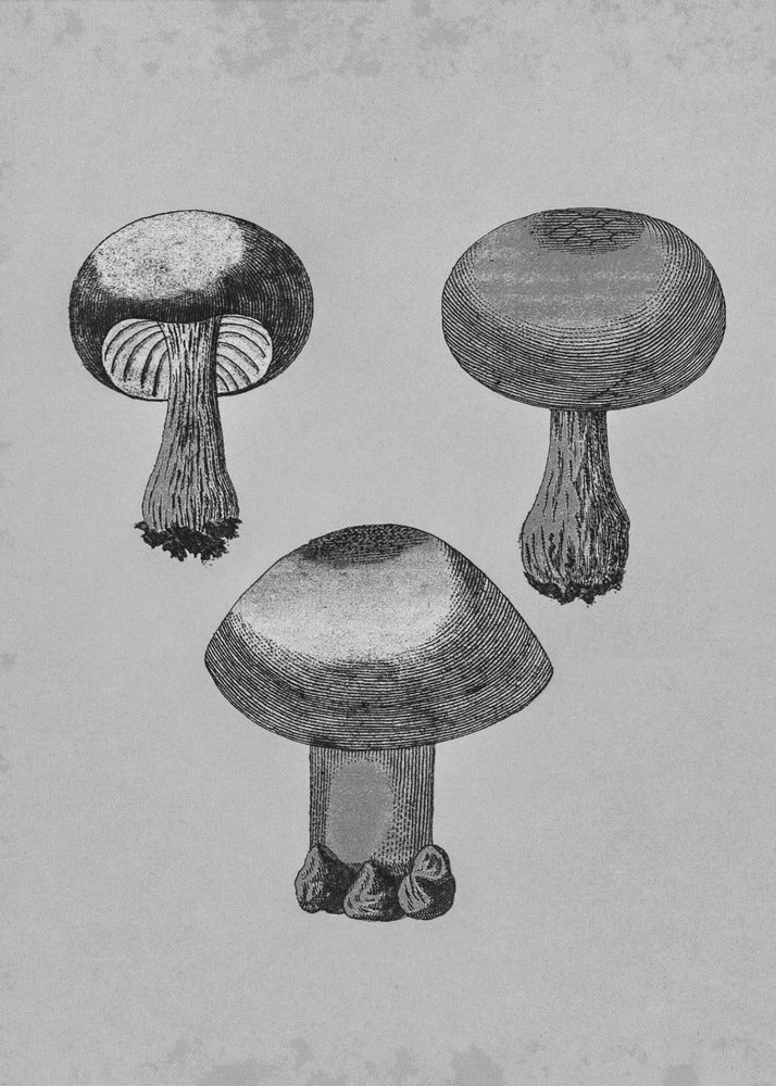 Violette webcap-paddestoel | Poster