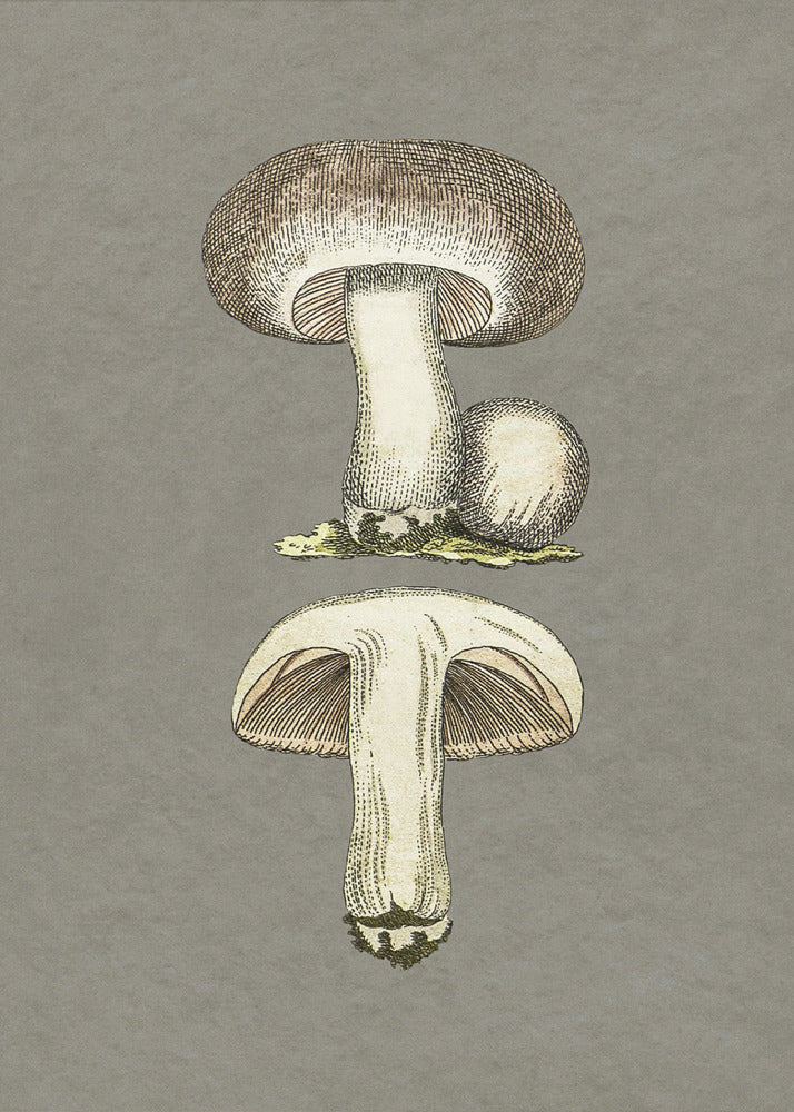 Paddenstoelen | Poster