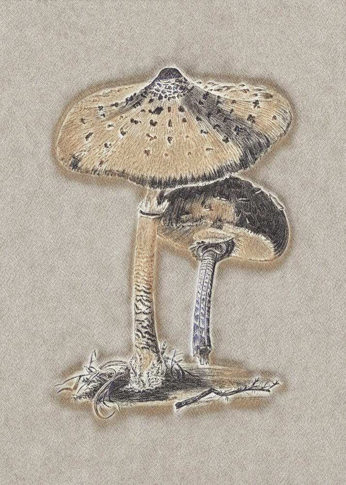 Handgetekende parasolzwam bruin | Canvas