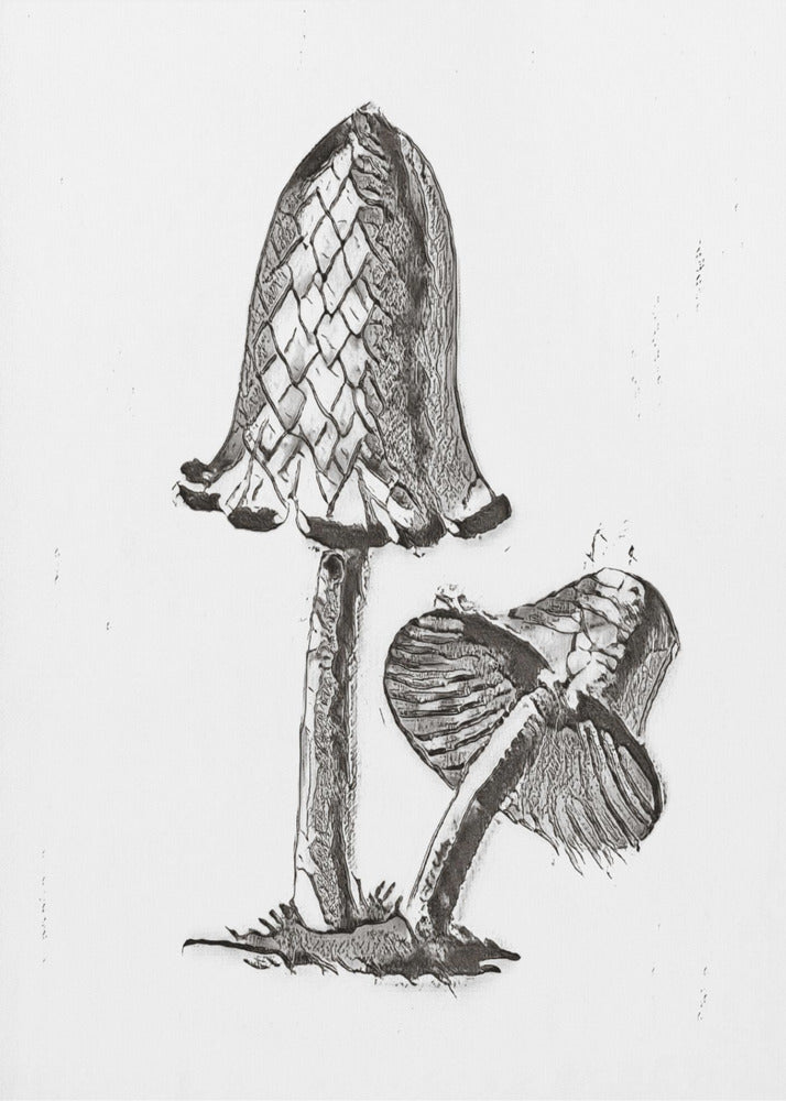 Vintage Inky Cap eetbare paddenstoel zwart-wit helder | Poster