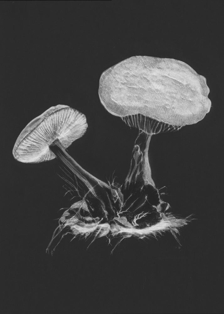 Vintage Violet Webcap Mushroom Donker Zwart | Canvas