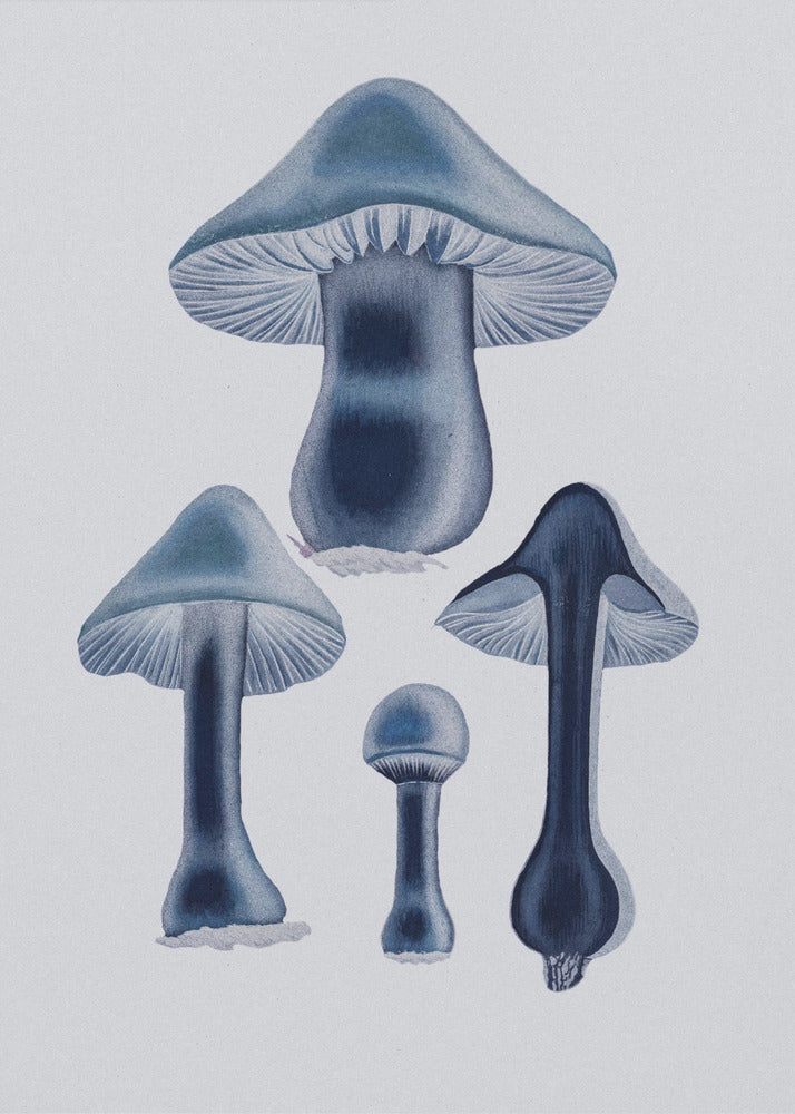 Agaricus Bulbosus - Blauw | Canvas