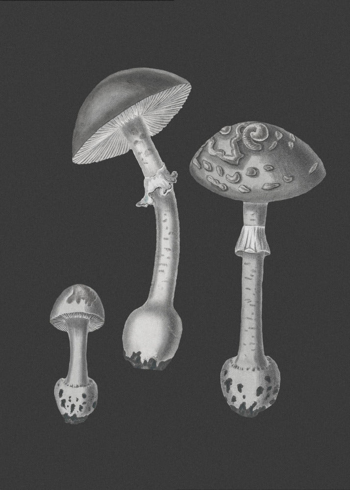 Amanita Muscaria Black Backgound BW | Poster
