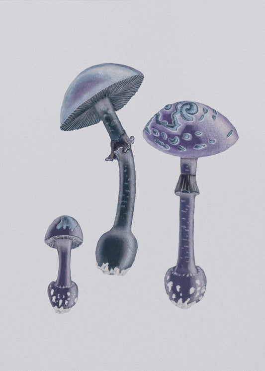 Amanita Muscaria Witte Achtergrondkleur Paars | Canvas