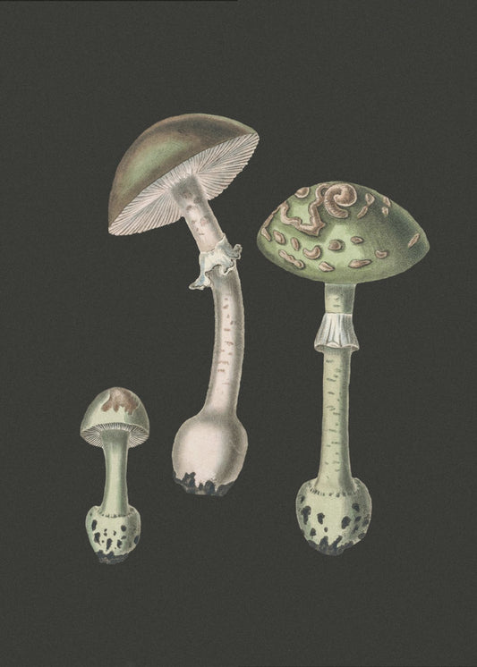 Amanita Muscaria Donkere Achtergrond | Canvas