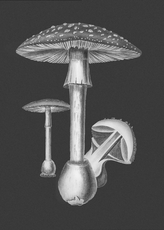 Amanita Muscaria Donkere Achtergrond BW | Canvas