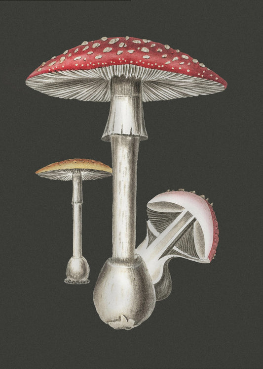 Amanita Muscaria Donkere Achtergrond | Canvas