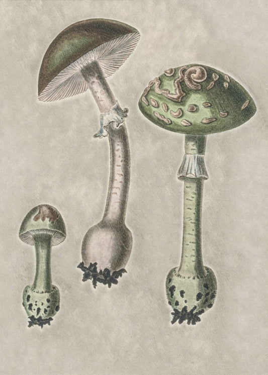 Amanita Muscaria Remix Groen | Poster