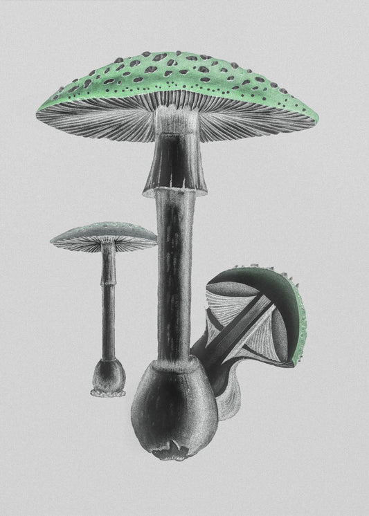 Amanita Muscaria Witte Achtergrond Groen | Poster