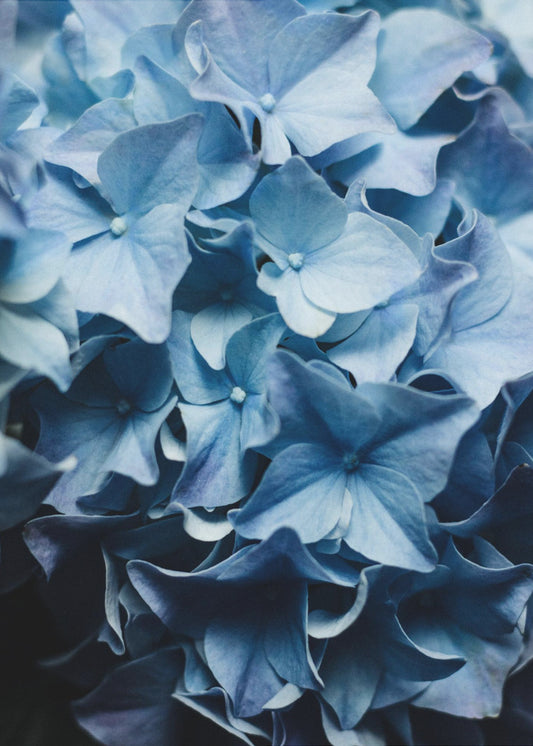 Vibrant Blue Hydrangeas | Poster