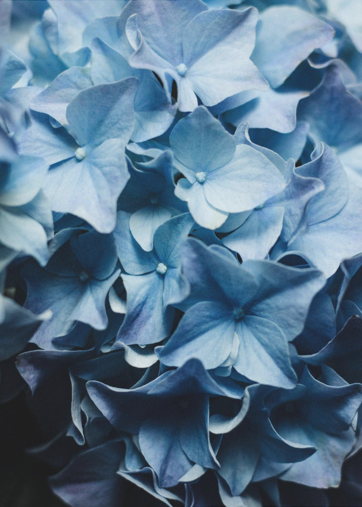 Levendige blauwe hortensia's | Canvas